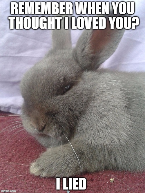 I Lied | REMEMBER WHEN YOU THOUGHT I LOVED YOU? I LIED | image tagged in i lied,grumpy bunny,grumpy,grumpy cat remake,lol | made w/ Imgflip meme maker