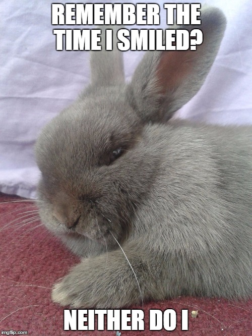 Remember the time  | REMEMBER THE TIME I SMILED? NEITHER DO I | image tagged in smile,grumpy bunny,grumpy | made w/ Imgflip meme maker