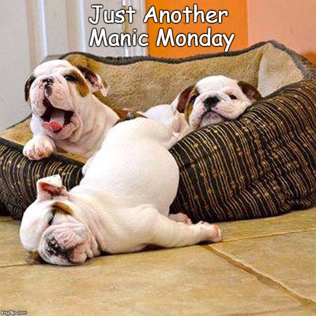 Just Another Manic Monday | Just Another Manic Monday | image tagged in funny dog | made w/ Imgflip meme maker