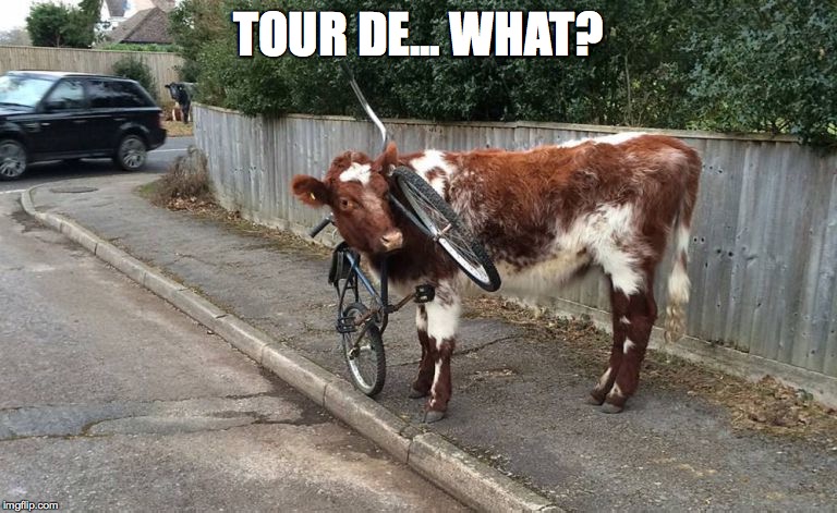 Tour de what? | TOUR DE... WHAT? | image tagged in tour de france,cow,bike | made w/ Imgflip meme maker