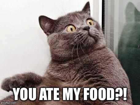Why seniors shouldn't own cats | YOU ATE MY FOOD?! | image tagged in surprised cat,memes | made w/ Imgflip meme maker