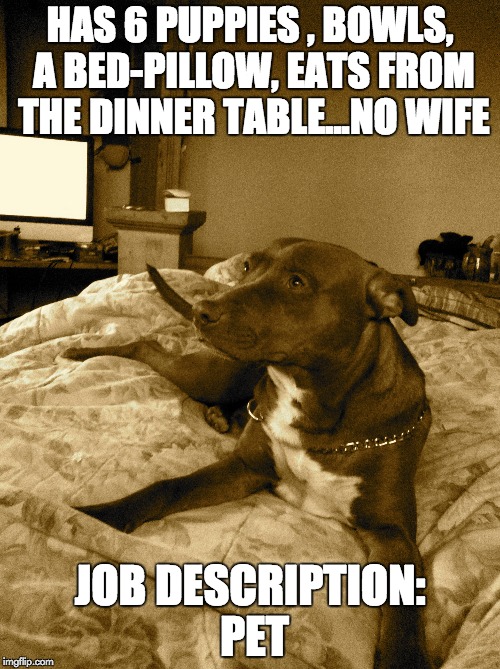 to be a dog...or it's a dog's life | HAS 6 PUPPIES , BOWLS, A BED-PILLOW, EATS FROM THE DINNER TABLE...NO WIFE JOB DESCRIPTION: PET | image tagged in pet humor,dog,doggo | made w/ Imgflip meme maker