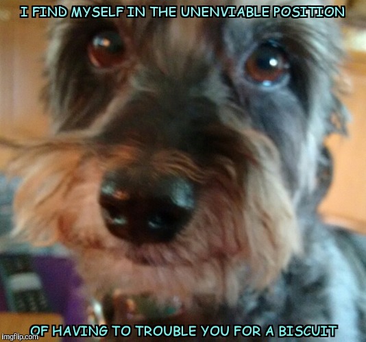 Biscuit Request | image tagged in dog biscuit | made w/ Imgflip meme maker