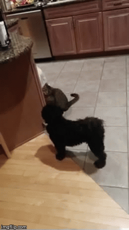 Stop It Dog | image tagged in gifs,dogscats | made w/ Imgflip video-to-gif maker