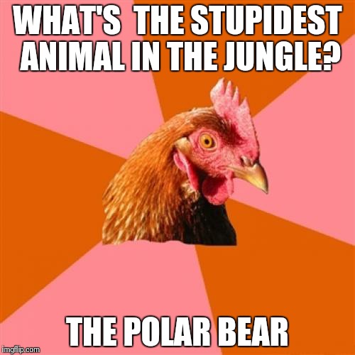 Anti Joke Chicken | WHAT'S  THE STUPIDEST ANIMAL IN THE JUNGLE? THE POLAR BEAR | image tagged in memes,anti joke chicken | made w/ Imgflip meme maker
