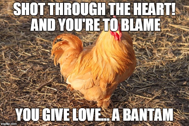 You Give Love A Bantam | SHOT THROUGH THE HEART! AND YOU'RE TO BLAME YOU GIVE LOVE... A BANTAM | image tagged in music,bon jovi,you give love a bad name,chicken | made w/ Imgflip meme maker