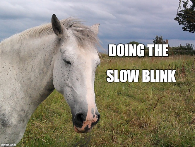 DOING THE SLOW BLINK | image tagged in slow blink,slow,blink,horse | made w/ Imgflip meme maker
