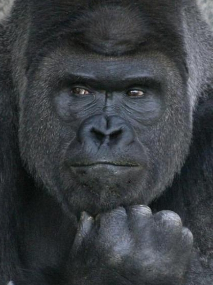 High Quality good_looking_gorilla Blank Meme Template