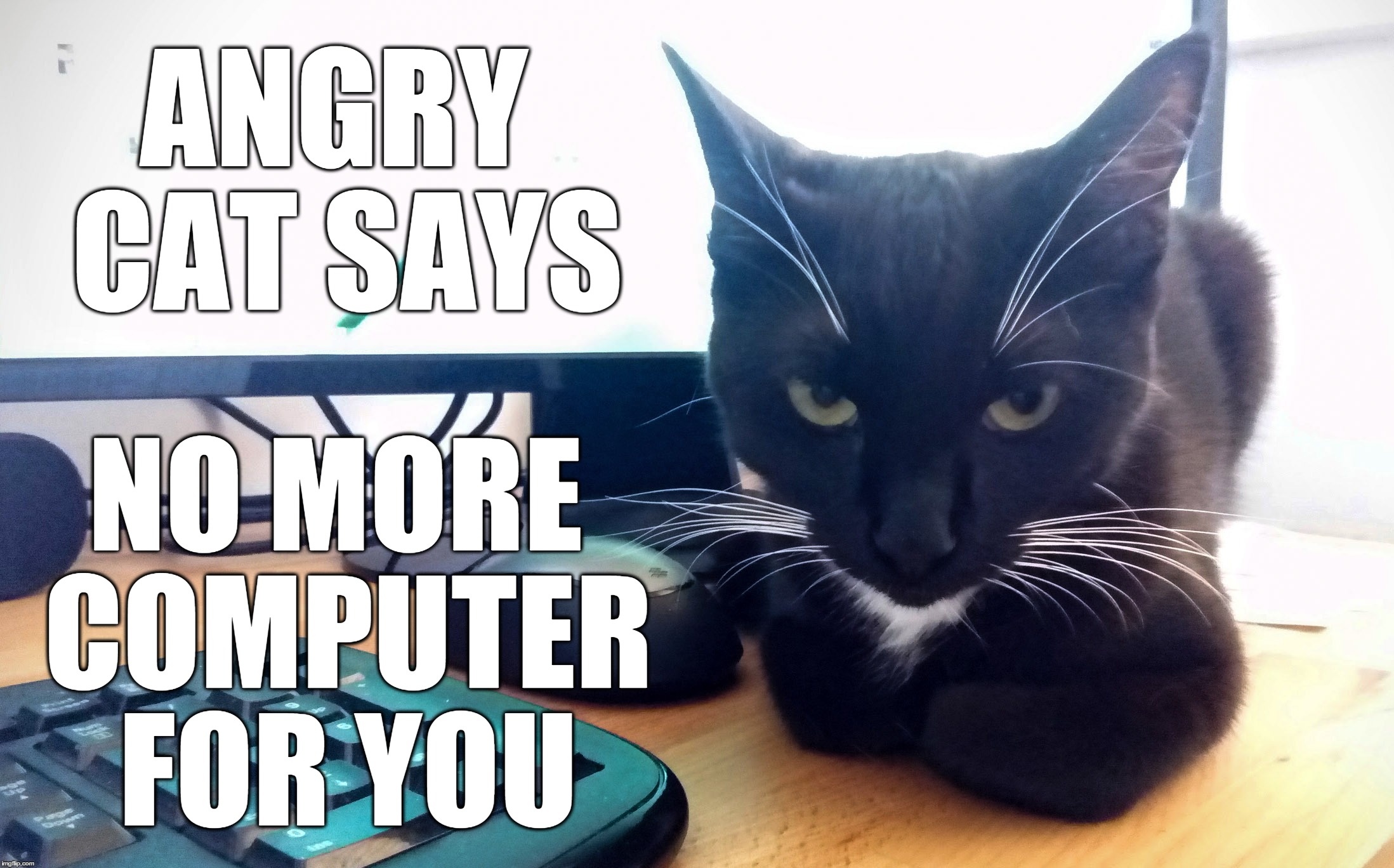 ANGRY CAT SAYS NO MORE COMPUTER FOR YOU | ANGRY CAT SAYS NO MORE COMPUTER FOR YOU | image tagged in grumpy cat,cats,computers,angry cat,grumpy,business cat | made w/ Imgflip meme maker