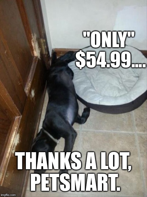She WON'T USE IT! Arrrrrgh!! | "ONLY" $54.99.... THANKS A LOT, PETSMART. | image tagged in dog  dog bed,funny memes,pets,shopping | made w/ Imgflip meme maker