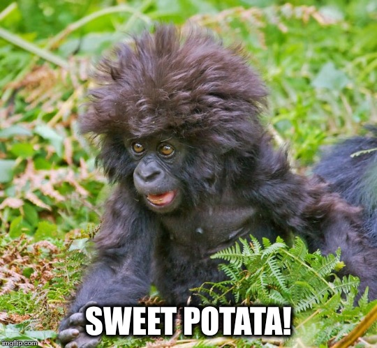 sweet potata! | SWEET POTATA! | image tagged in michelle obama | made w/ Imgflip meme maker