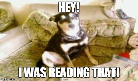 Charlie | HEY! I WAS READING THAT! | image tagged in dogs | made w/ Imgflip meme maker