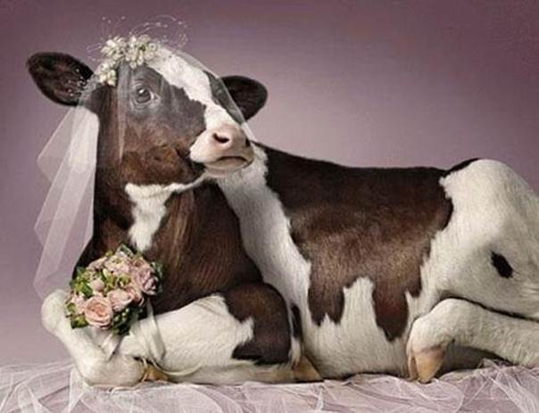 Bride Cow Blank Meme Template
