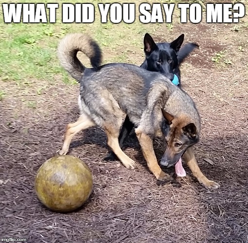 WHAT DID YOU SAY TO ME? | image tagged in dogs,ball with attitude,german shepherds,gsd,dog with ball | made w/ Imgflip meme maker