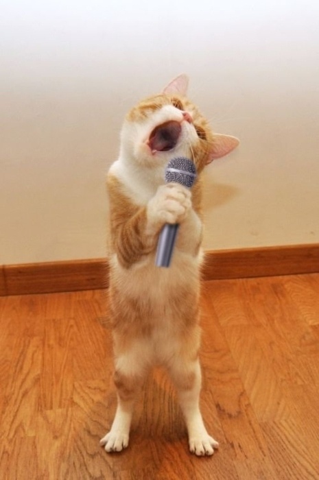 High Quality Karaoke Cat Blank Meme Template