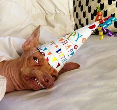 High Quality Tuna birthday dog Blank Meme Template