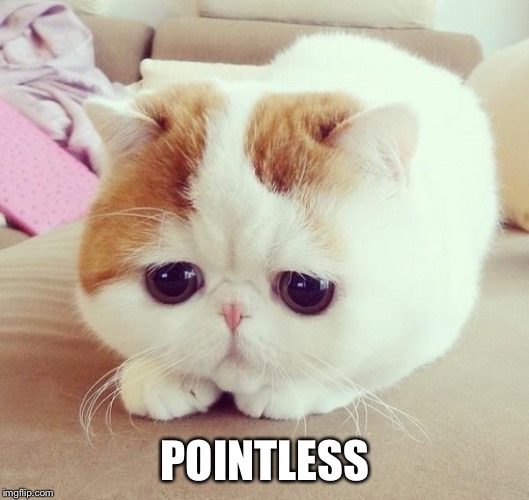 sad cat 2 | POINTLESS | image tagged in sad cat 2 | made w/ Imgflip meme maker