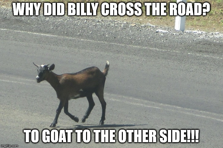 Why did billy cross the road? | WHY DID BILLY CROSS THE ROAD? TO GOAT TO THE OTHER SIDE!!! | image tagged in goat,goats,billy,unfunny,cringe | made w/ Imgflip meme maker
