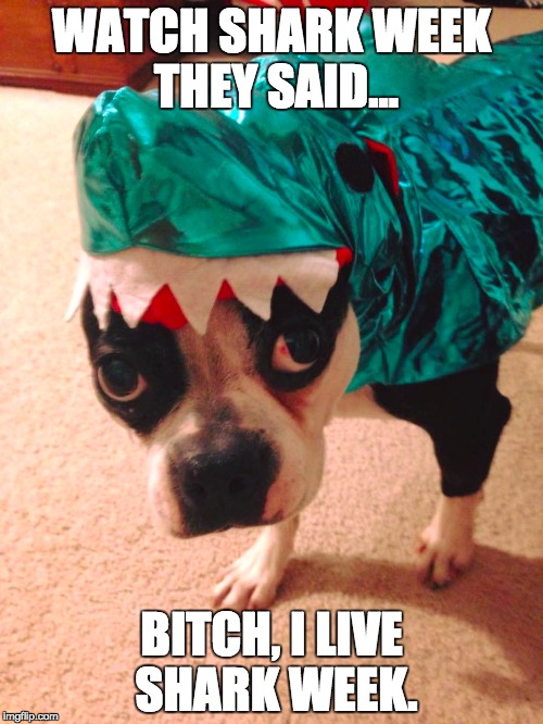 WATCH SHARK WEEK THEY SAID... B**CH, I LIVE SHARK WEEK. | image tagged in dogs,shark | made w/ Imgflip meme maker