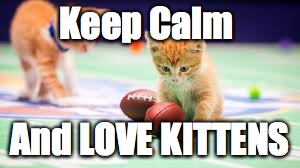 Keep Calm And LOVE KITTENS | image tagged in kittens | made w/ Imgflip meme maker