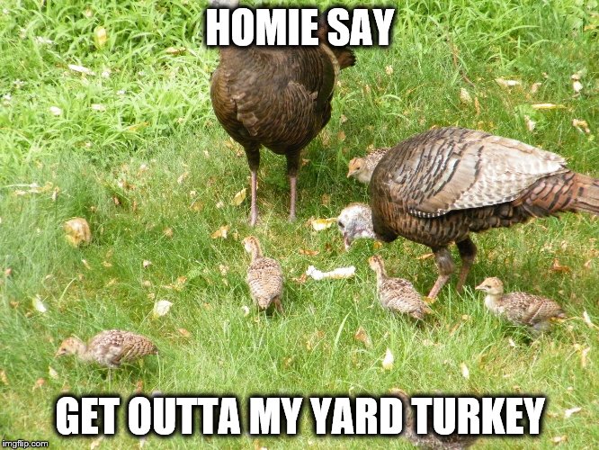 get outta my yard | HOMIE SAY GET OUTTA MY YARD TURKEY | image tagged in bird | made w/ Imgflip meme maker