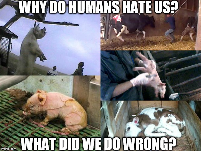 WHY DO HUMANS HATE US? WHAT DID WE DO WRONG? | image tagged in farm abuse | made w/ Imgflip meme maker
