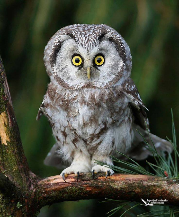 Surprised Owl Blank Meme Template