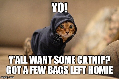 Hoody Cat | YO! Y'ALL WANT SOME CATNIP? GOT A FEW BAGS LEFT HOMIE | image tagged in memes,hoody cat | made w/ Imgflip meme maker