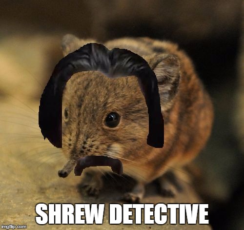 SHREW DETECTIVE | image tagged in shrew detective | made w/ Imgflip meme maker