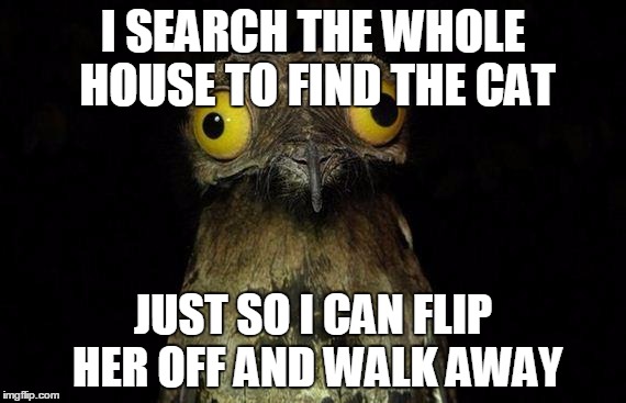 Weird Stuff I Do Potoo | I SEARCH THE WHOLE HOUSE TO FIND THE CAT JUST SO I CAN FLIP HER OFF AND WALK AWAY | image tagged in memes,weird stuff i do potoo | made w/ Imgflip meme maker