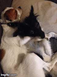 Babies in Love | image tagged in gifs,tiki,king | made w/ Imgflip images-to-gif maker