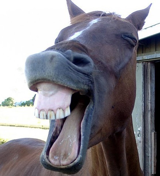 comedy horse face