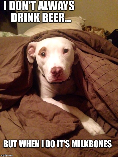 GQ dog | I DON'T ALWAYS DRINK BEER... BUT WHEN I DO IT'S MILKBONES | image tagged in dog,i don't always,pitbull | made w/ Imgflip meme maker