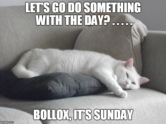 hippo the cat | LET'S GO DO SOMETHING WITH THE DAY? . . . . . BOLLOX, IT'S SUNDAY | image tagged in lazy cat,isis like a sunday morning | made w/ Imgflip meme maker