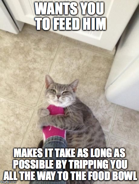 Hungry Cats Are Annoying  | WANTS YOU TO FEED HIM MAKES IT TAKE AS LONG AS POSSIBLE BY TRIPPING YOU ALL THE WAY TO THE FOOD BOWL | image tagged in cat,hungry,trips owner,wraps around feet,annoying,feed cat | made w/ Imgflip meme maker