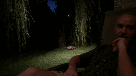 Possum, it's what's for dinner. Meow.  | image tagged in gif,possum,cats | made w/ Imgflip video-to-gif maker