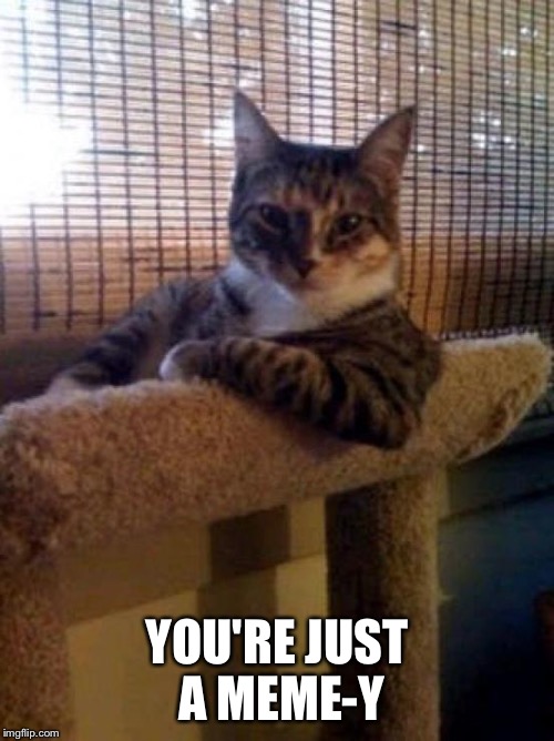 interesting cat | YOU'RE JUST A MEME-Y | image tagged in interesting cat | made w/ Imgflip meme maker