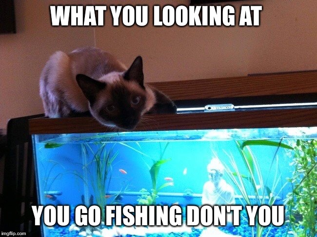 WHAT YOU LOOKING AT YOU GO FISHING DON'T YOU | image tagged in go fishing | made w/ Imgflip meme maker