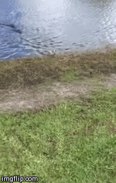 MEINE FISH!  | image tagged in gifs,alligator,fish | made w/ Imgflip video-to-gif maker