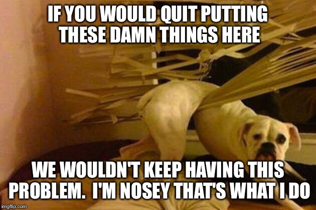 Not my fault  | IF YOU WOULD QUIT PUTTING THESE DAMN THINGS HERE WE WOULDN'T KEEP HAVING THIS PROBLEM.  I'M NOSEY THAT'S WHAT I DO | image tagged in not my fault | made w/ Imgflip meme maker