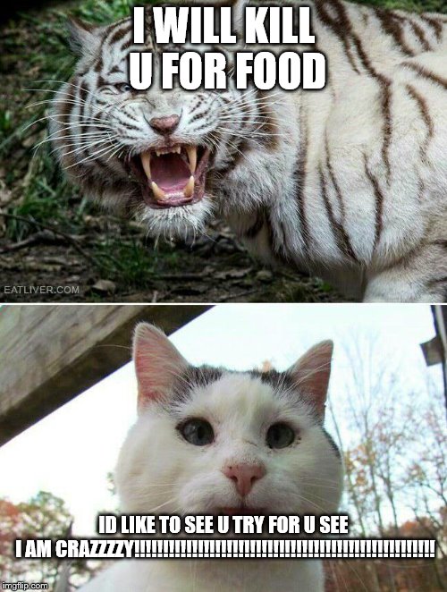 Tiger cat | I WILL KILL U FOR FOOD ID LIKE TO SEE U TRY FOR U SEE I AM CRAZZZZY!!!!!!!!!!!!!!!!!!!!!!!!!!!!!!!!!!!!!!!!!!!!!!!!!!!! | image tagged in tiger cat | made w/ Imgflip meme maker