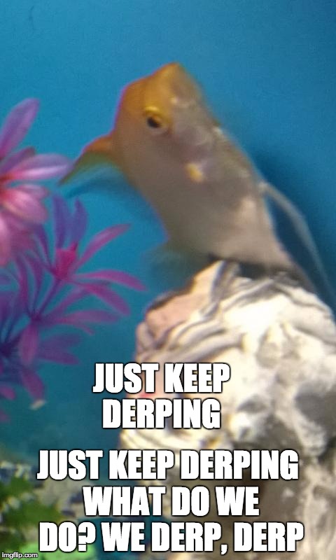 JUST KEEP DERPING JUST KEEP DERPING WHAT DO WE DO? WE DERP, DERP | image tagged in derpy sushi | made w/ Imgflip meme maker