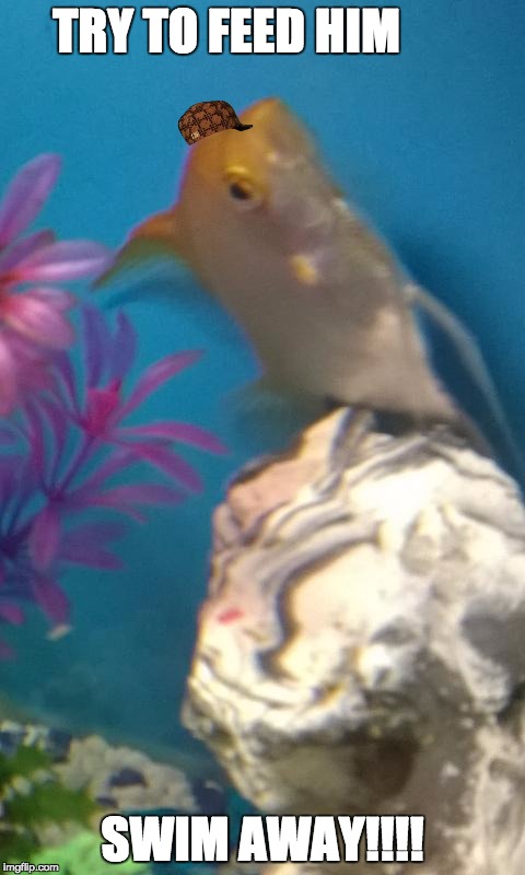 No love | TRY TO FEED HIM SWIM AWAY!!!! | image tagged in scumbag | made w/ Imgflip meme maker