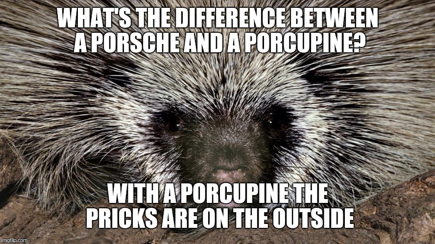 Among other things.. | WHAT'S THE DIFFERENCE BETWEEN A PORSCHE AND A PORCUPINE? WITH A PORCUPINE THE PRICKS ARE ON THE OUTSIDE | image tagged in porcupine | made w/ Imgflip meme maker