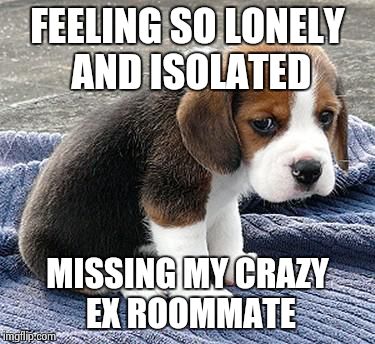 sad puppy | FEELING SO LONELY AND ISOLATED MISSING MY CRAZY EX ROOMMATE | image tagged in sad puppy | made w/ Imgflip meme maker