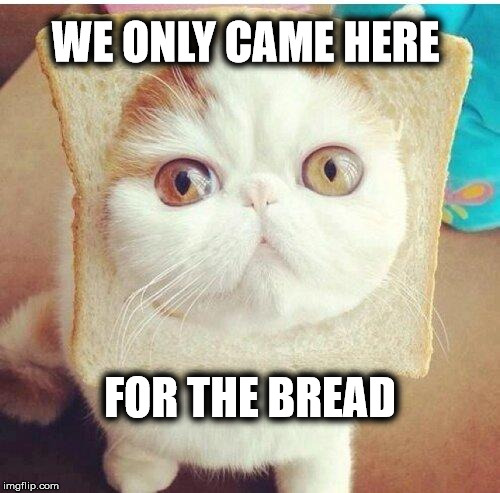 Breadcat | WE ONLY CAME HERE FOR THE BREAD | image tagged in breadcat | made w/ Imgflip meme maker