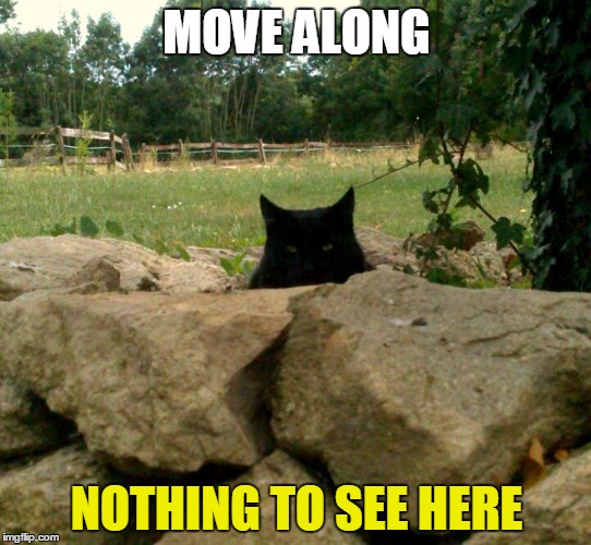 Frank the Hunter | MOVE ALONG NOTHING TO SEE HERE | image tagged in cats | made w/ Imgflip meme maker