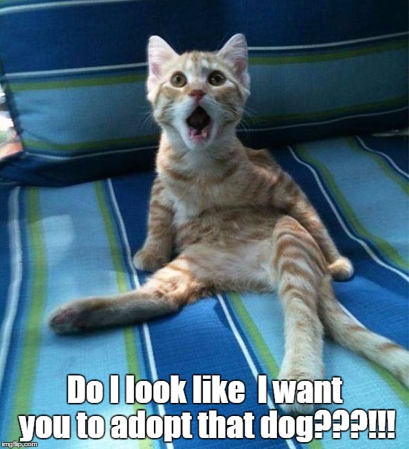 Shocked cat | Do I look like  I want you to adopt that dog???!!! | image tagged in shocked cat | made w/ Imgflip meme maker