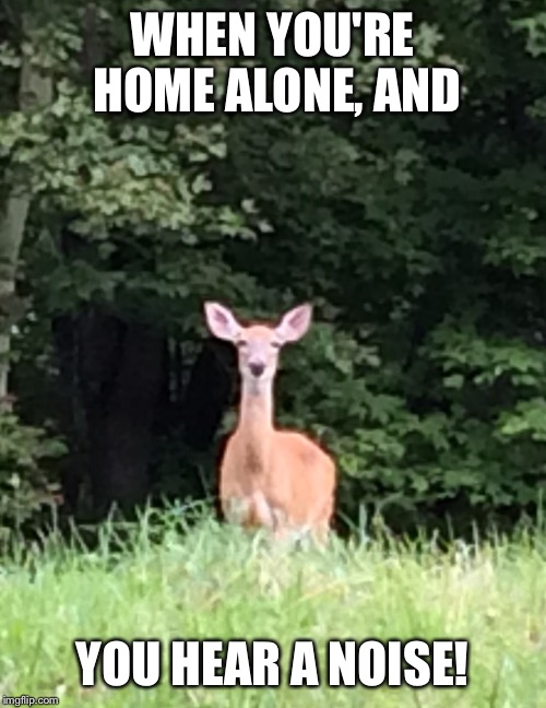 WHEN YOU'RE HOME ALONE, AND YOU HEAR A NOISE! | image tagged in what the | made w/ Imgflip meme maker
