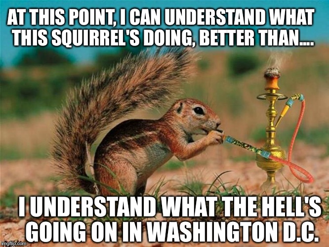 Got Answers For Our Nation's Latest Decisions? I'm Loaded With Questions... | AT THIS POINT, I CAN UNDERSTAND WHAT THIS SQUIRREL'S DOING, BETTER THAN.... I UNDERSTAND WHAT THE HELL'S GOING ON IN WASHINGTON D.C. | image tagged in animals,memes,political,washington dc,congress,supreme court | made w/ Imgflip meme maker
